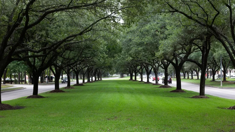 Kingwood Drive lined with mature trees in Kingwood, Texas.
